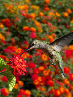 Lantana Dallas Red flowers, a popular choice for vibrant gardens, USA