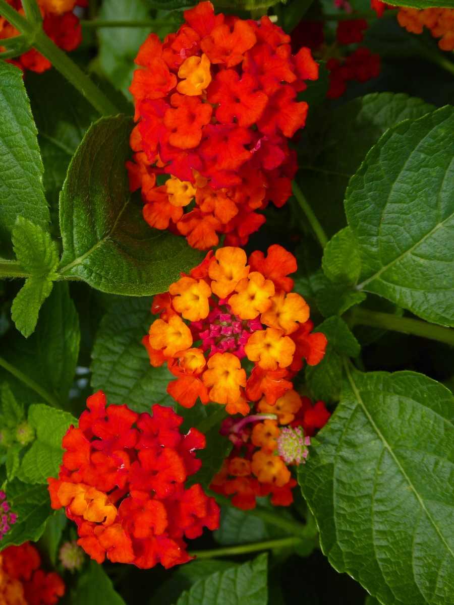 Lantana Dallas Red plant with lush green leaves and bright red flowers, USA