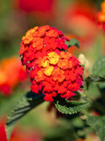 Lantana Dallas Red shrub with clusters of red and yellow blossoms, USA