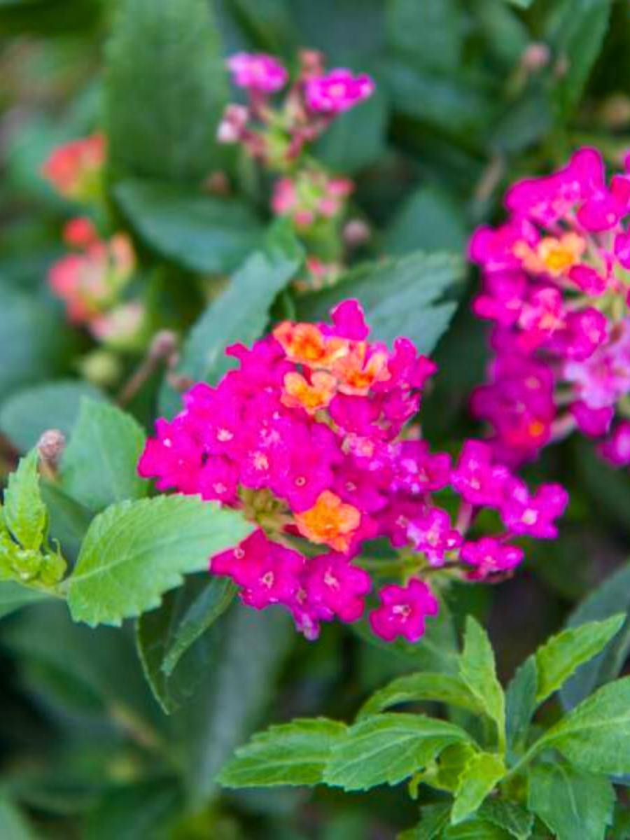 Lantana Dwarf Raspberry blooming with small pink flowers in a USA garden, perfect for compact spaces.