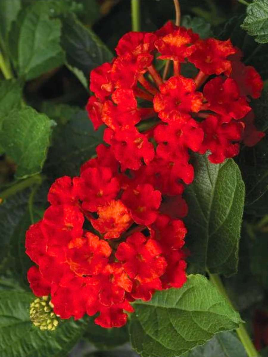 Lantana Florida Red flowering plant in full bloom, bright red flowers, USA