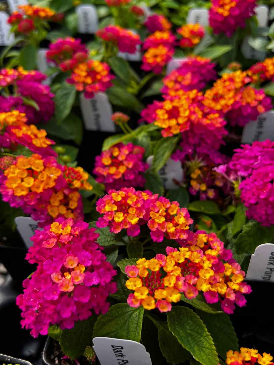 Lantana camara 'Dark Purple' blooming in a garden in the USA with vibrant deep purple flowers.