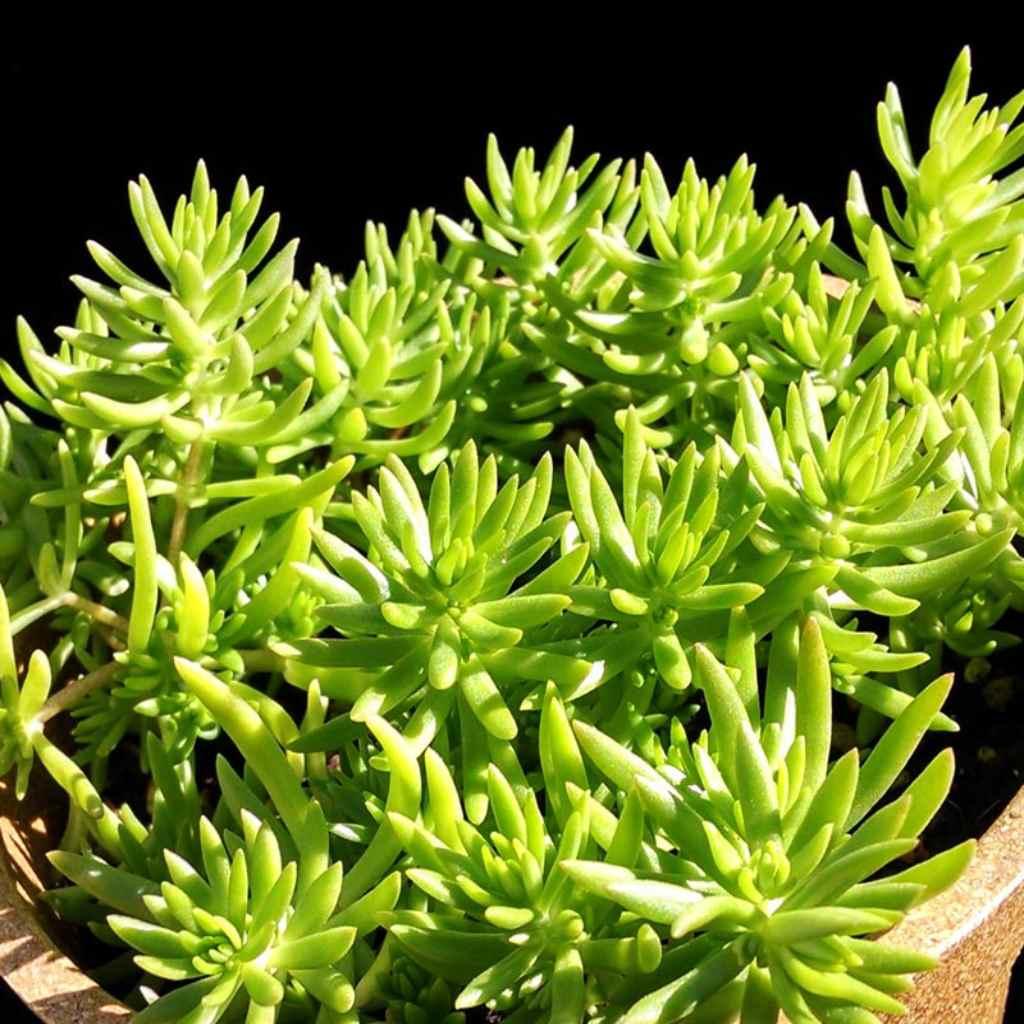 Sedum Rupestre Lemon Ball, a vibrant groundcover plant.