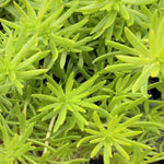 Sedum Rupestre Lemon Ball Rooted Starter Plant, bright yellow leaves.