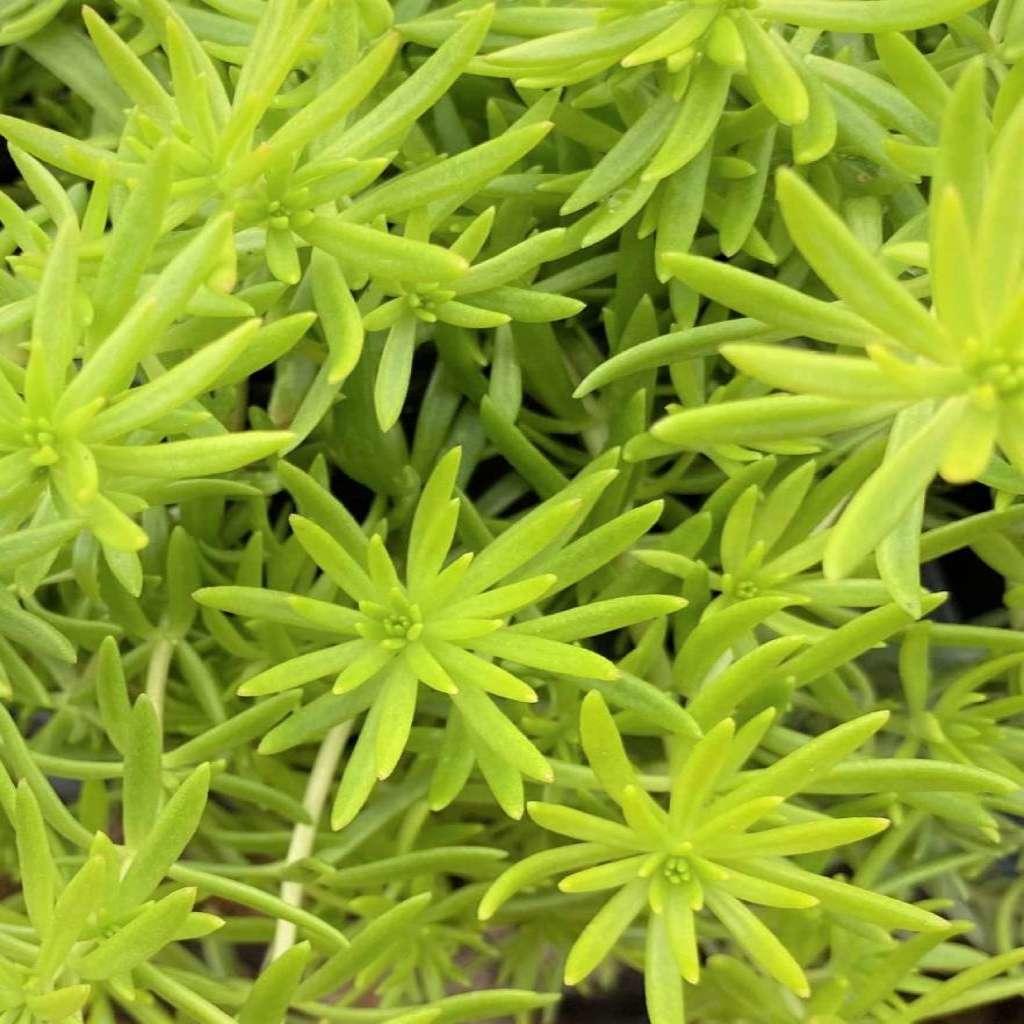 Sedum Rupestre Lemon Ball Rooted Starter Plant, bright yellow leaves.