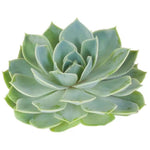 Echeveria Blue Elf, plant with thick, blue-green leaves.