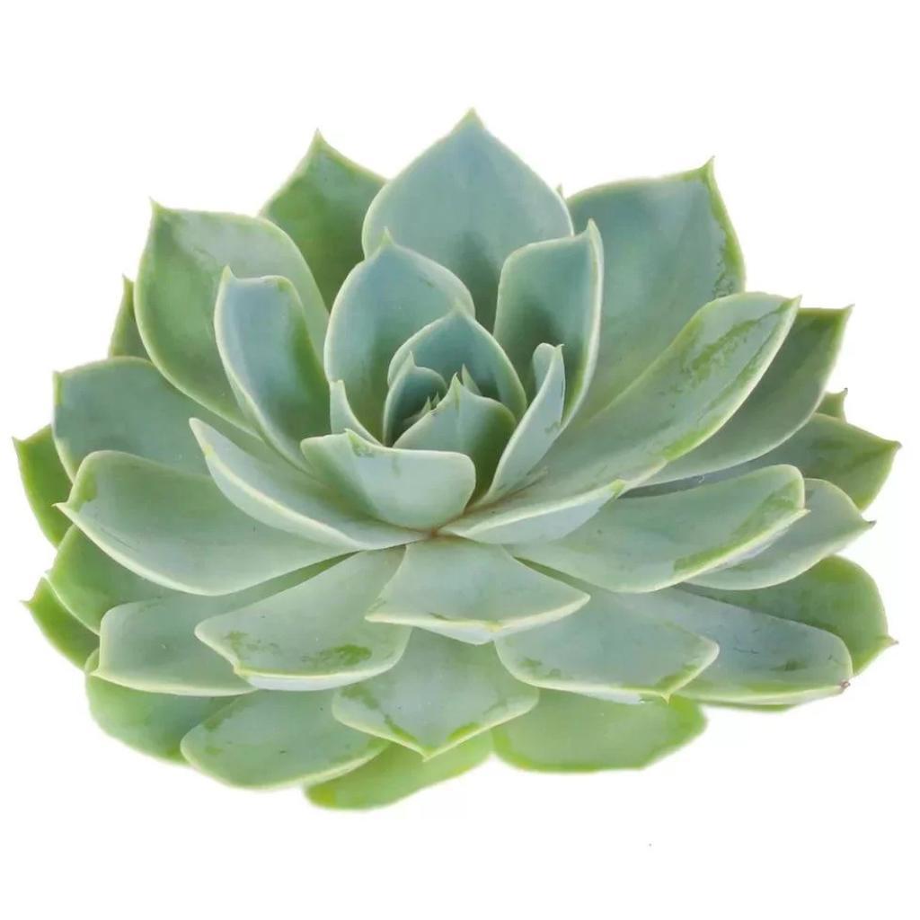 Echeveria Blue Elf, plant with thick, blue-green leaves.
