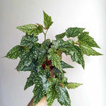 Angel Wing Begonia Lois Burke, potted plant with spotted leaves.