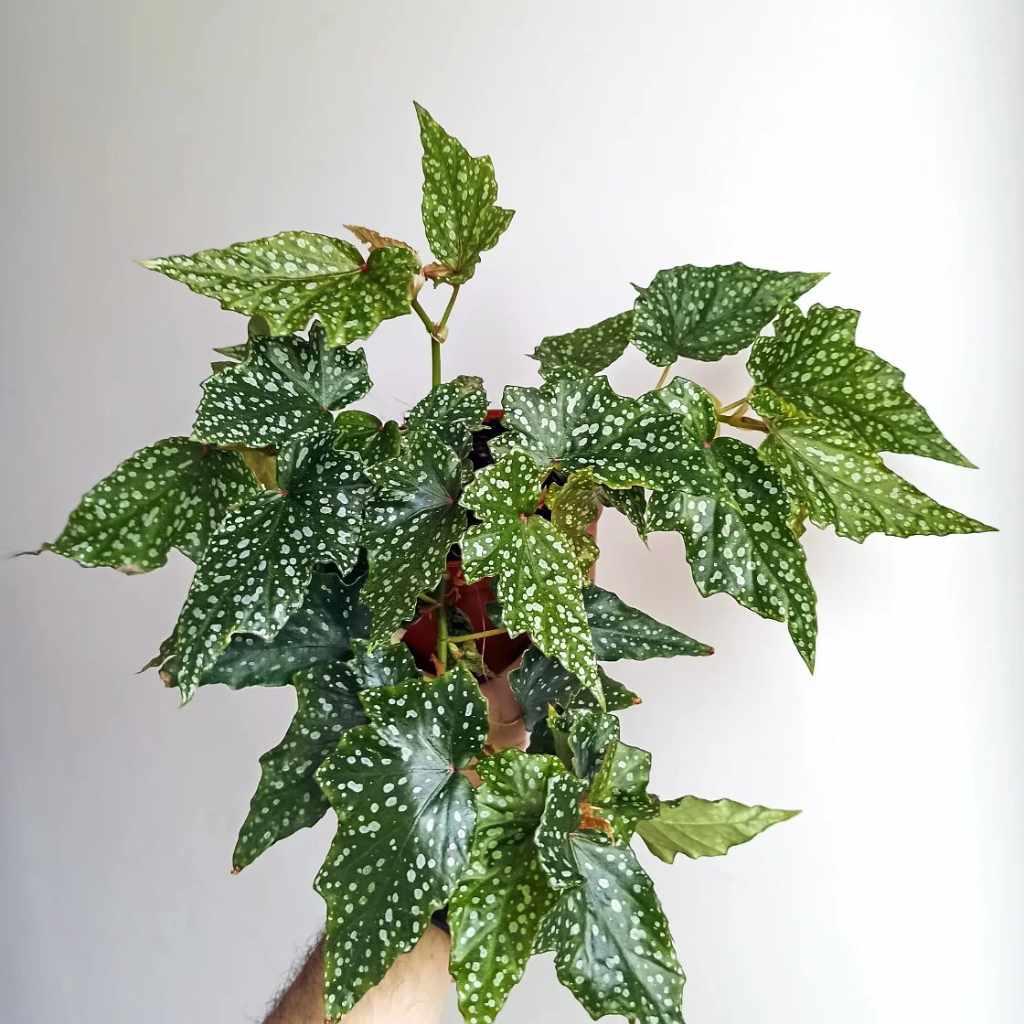 Angel Wing Begonia Lois Burke, potted plant with spotted leaves.