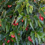 Rooted Lois Burke Begonia, young starter, showing leaves.