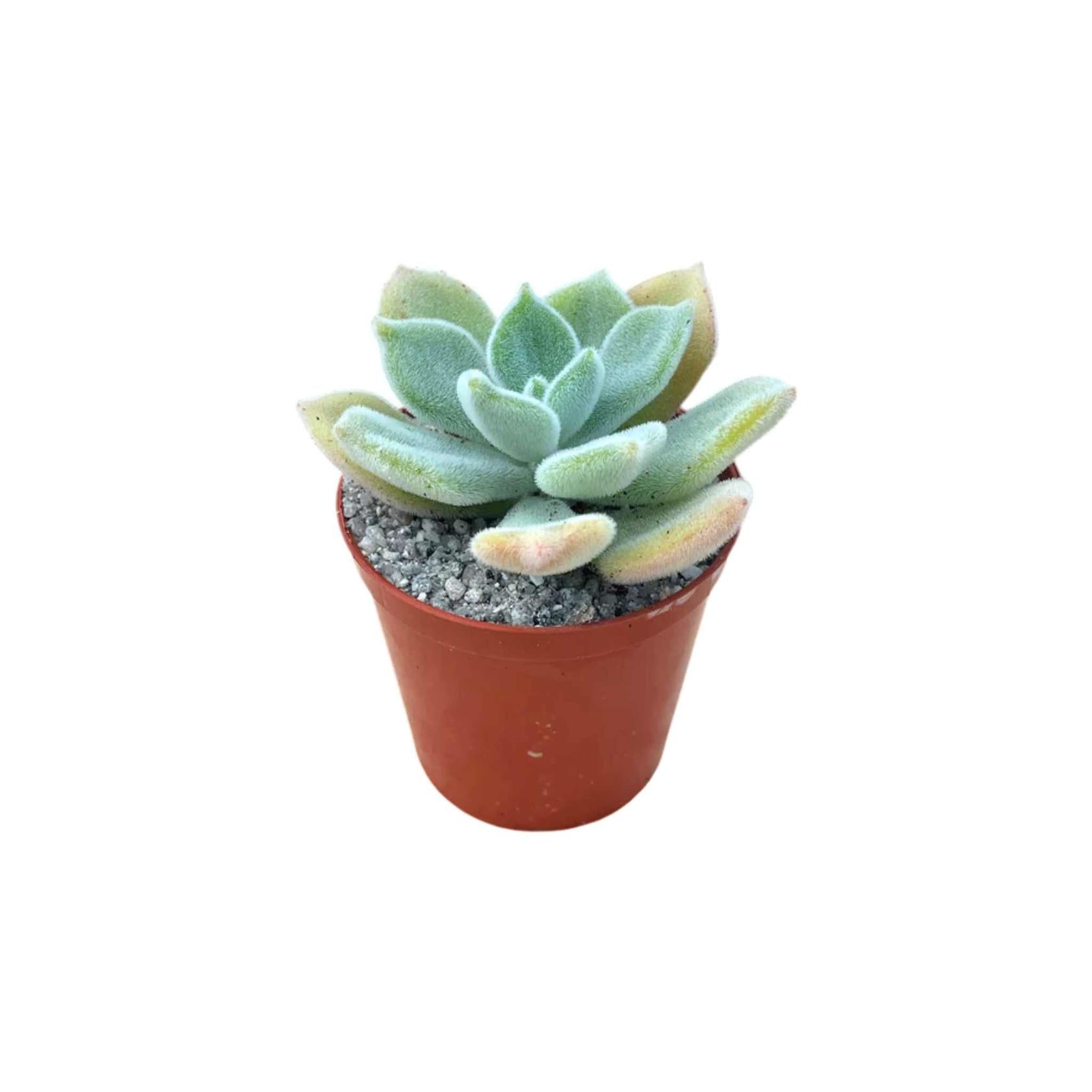 Low-water indoor succulent Echeveria Pulvinata Frosty displaying its fuzzy green rosette well-loved in USA homes