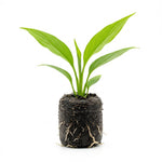 Peace Lily Spathiphyllum Rooted Starter Plant live peace lily from Divine Roots