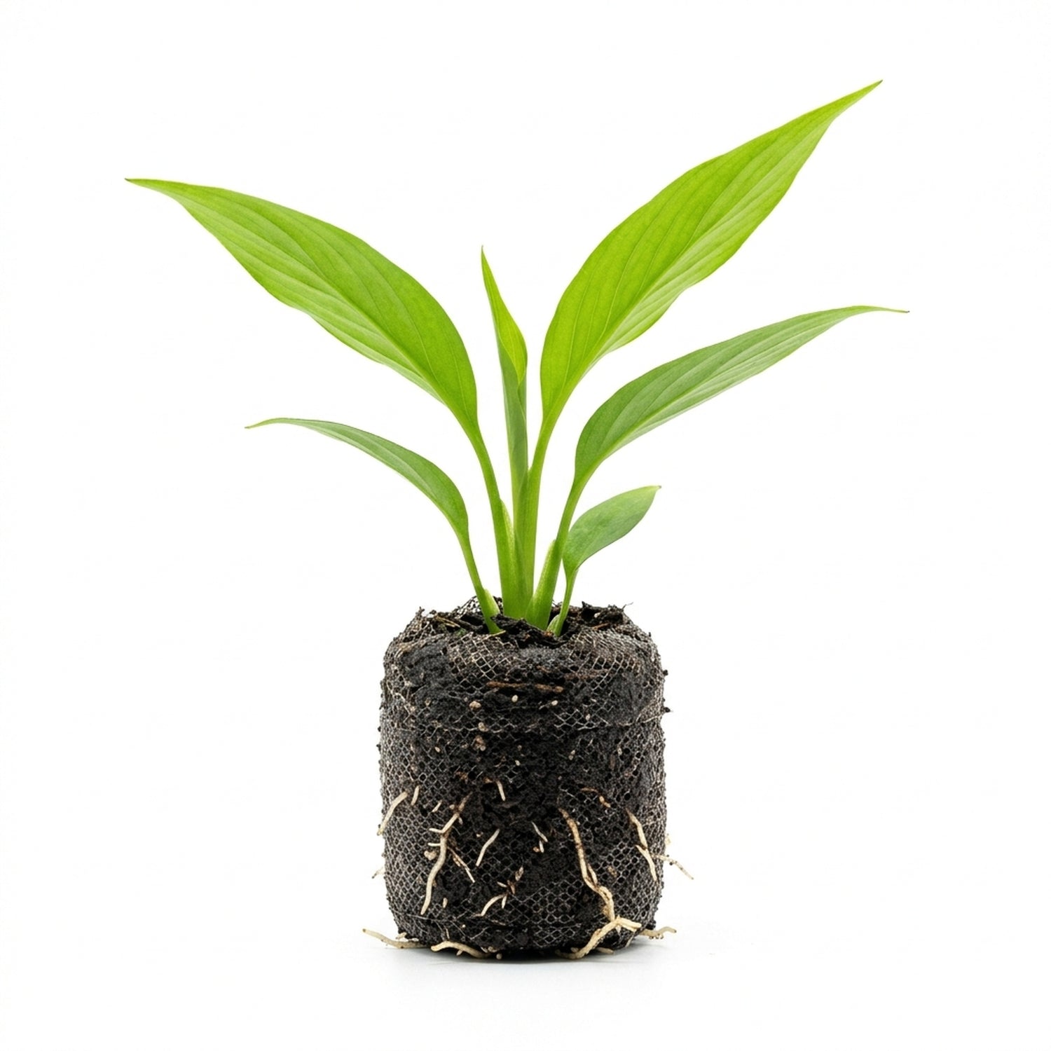 Peace Lily Spathiphyllum Rooted Starter Plant live peace lily from Divine Roots