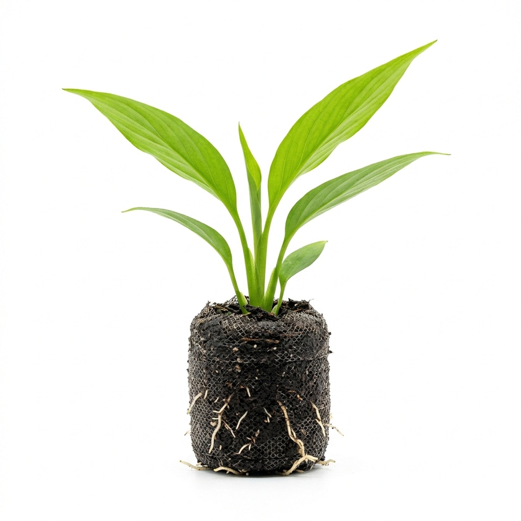 Peace Lily Spathiphyllum Rooted Starter Plant live peace lily from Divine Roots