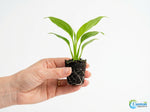 close-up detail of Peace Lily Spathiphyllum Rooted Starter Plant live peace lily from Divine Roots
