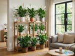 top view of Peace Lily Spathiphyllum Rooted Starter Plant live peace lily from Divine Roots