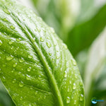 side profile of Peace Lily Spathiphyllum Rooted Starter Plant live peace lily from Divine Roots