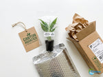 growth pattern of Peace Lily Spathiphyllum Rooted Starter Plant live peace lily from Divine Roots