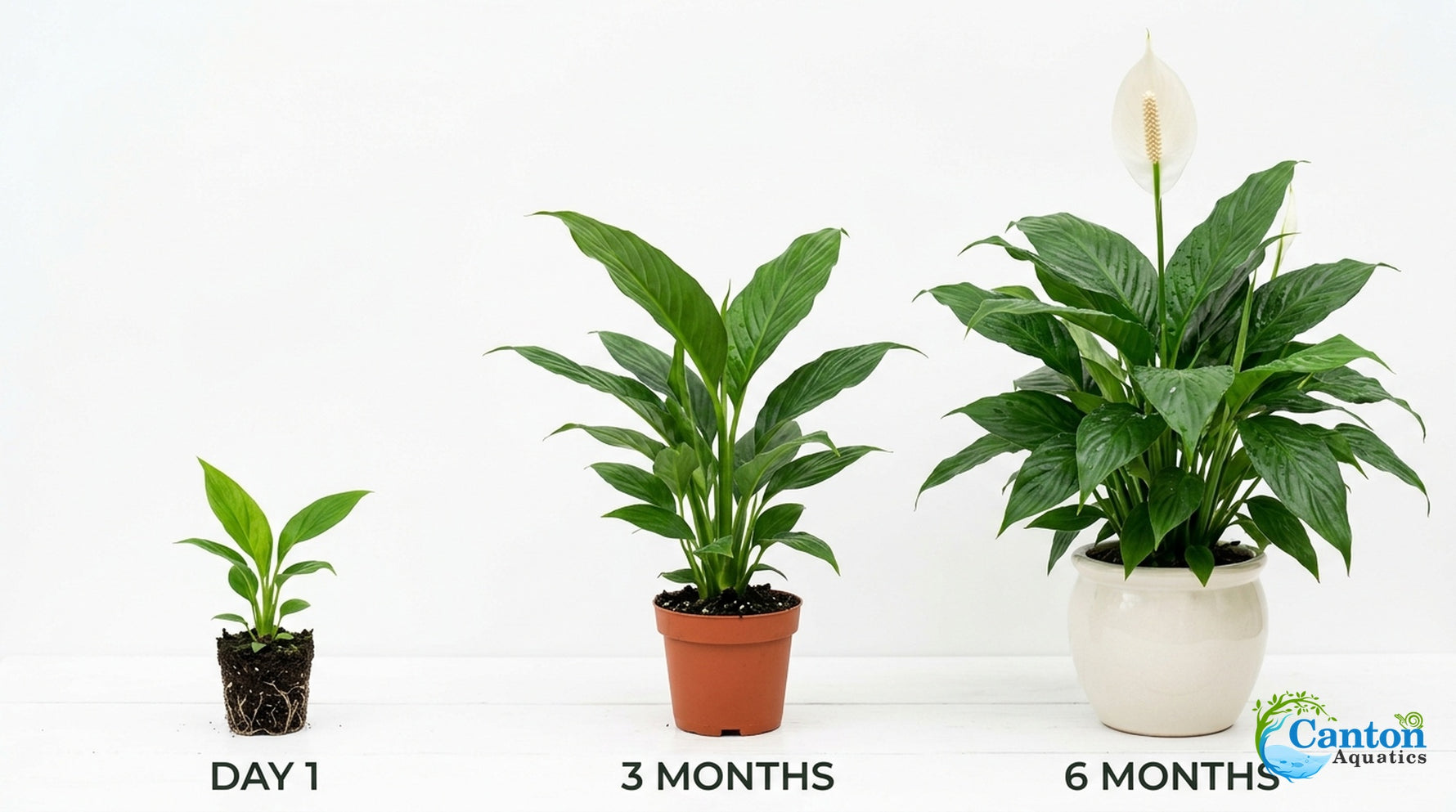 full view of Peace Lily Spathiphyllum Rooted Starter Plant live peace lily from Divine Roots