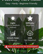 leaf detail of Peace Lily Spathiphyllum Rooted Starter Plant live peace lily from Divine Roots