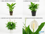 potted Peace Lily Spathiphyllum Rooted Starter Plant live peace lily from Divine Roots
