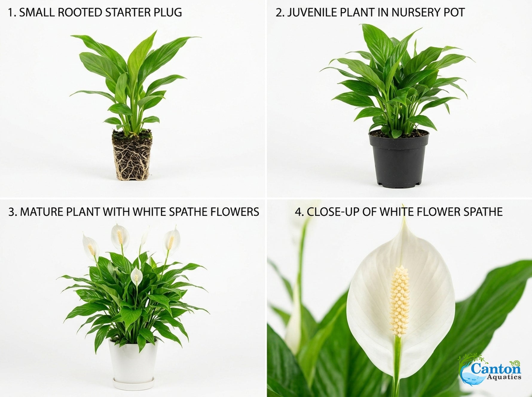 potted Peace Lily Spathiphyllum Rooted Starter Plant live peace lily from Divine Roots