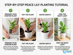 size reference for Peace Lily Spathiphyllum Rooted Starter Plant live peace lily from Divine Roots