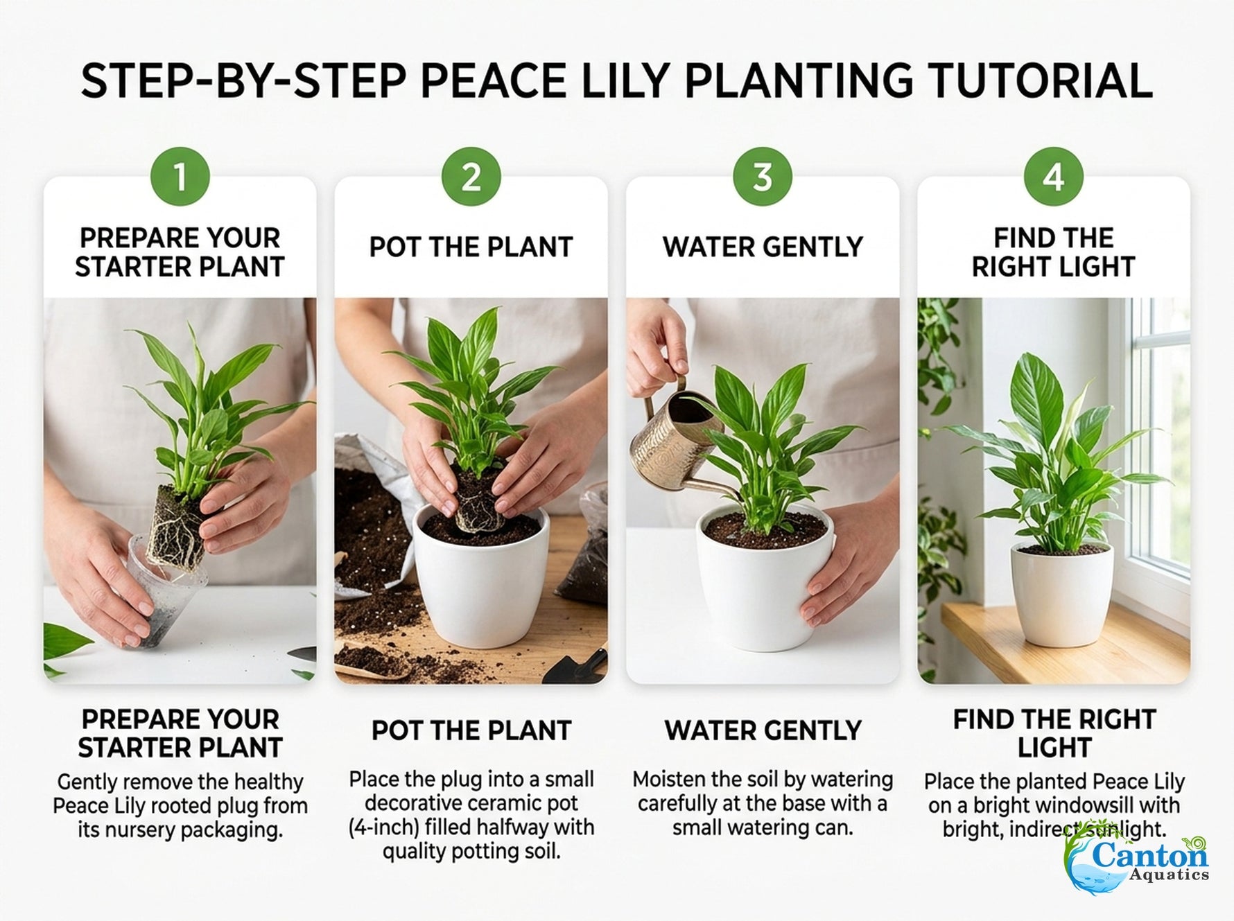 size reference for Peace Lily Spathiphyllum Rooted Starter Plant live peace lily from Divine Roots