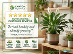 new growth on Peace Lily Spathiphyllum Rooted Starter Plant live peace lily from Divine Roots