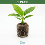 mature specimen of Peace Lily Spathiphyllum Rooted Starter Plant live peace lily from Divine Roots