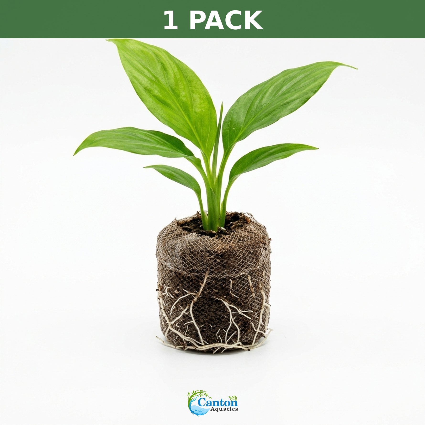 mature specimen of Peace Lily Spathiphyllum Rooted Starter Plant live peace lily from Divine Roots