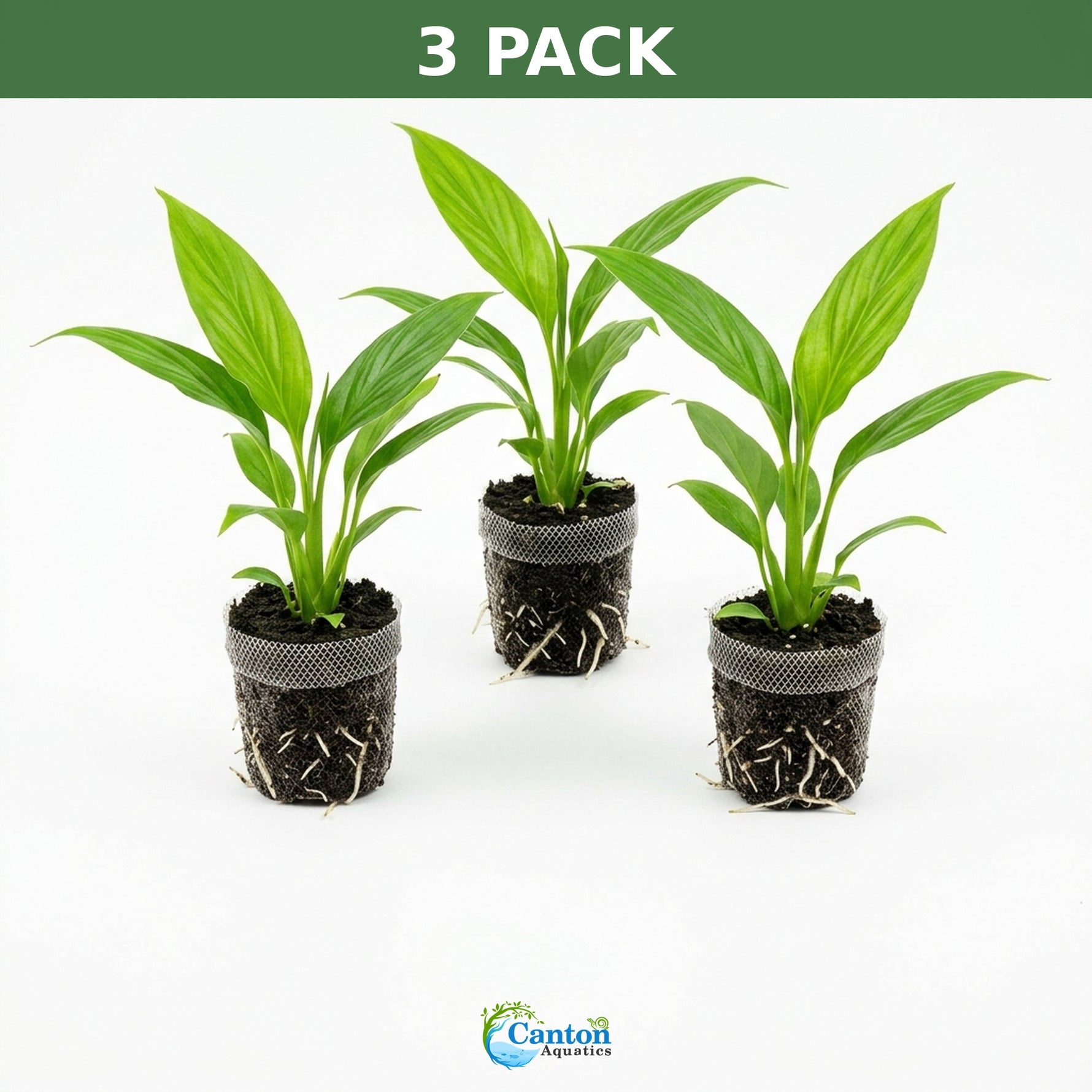 detail shot of Peace Lily Spathiphyllum Rooted Starter Plant live peace lily from Divine Roots