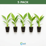 Peace Lily Spathiphyllum Rooted Starter Plant live peace lily from Divine Roots
