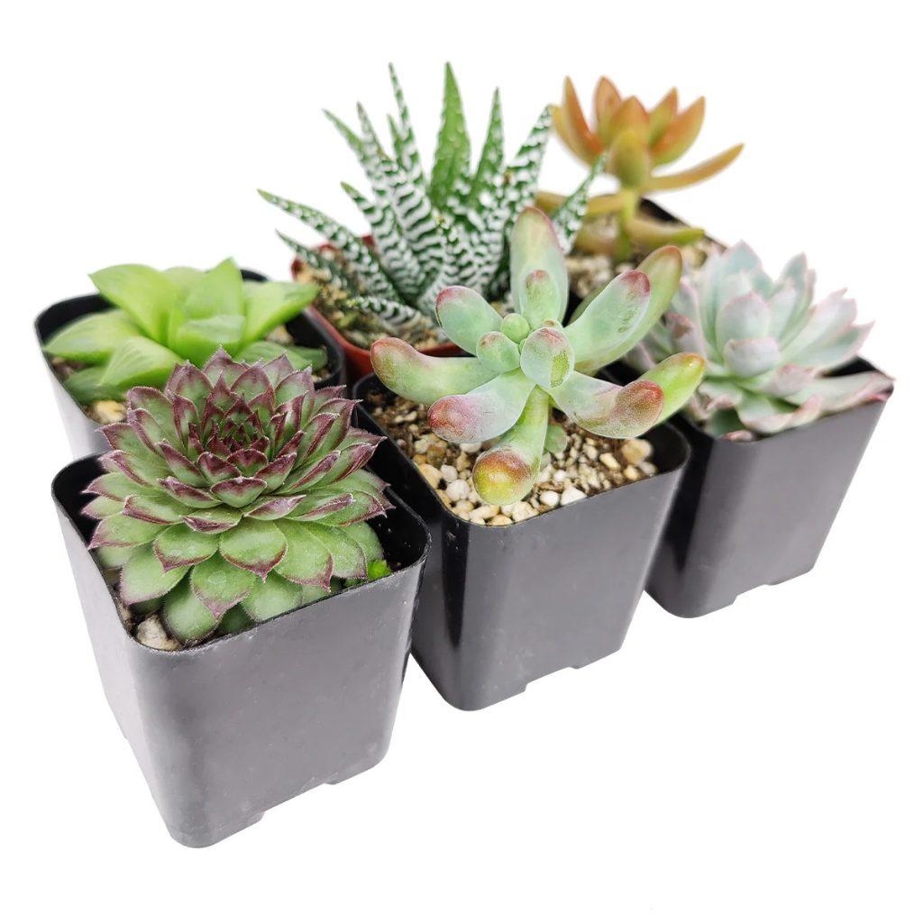 Pet-safe succulents, small potted plants.