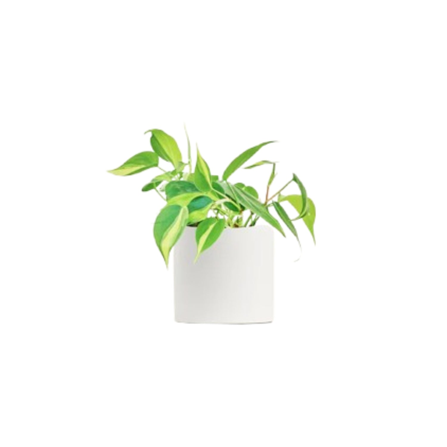 Philodendron Brasil in white pot, green leaves, USA.