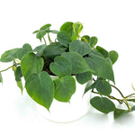 Philodendron Cordatum Regular: potted plant, green leaves.