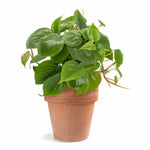Philodendron Cordatum Regular, simple indoor plant, pot.