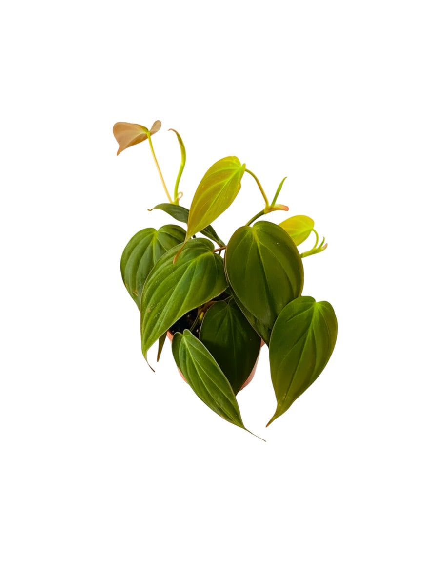 Philodendron Micans plant, vibrant green leaves. USA