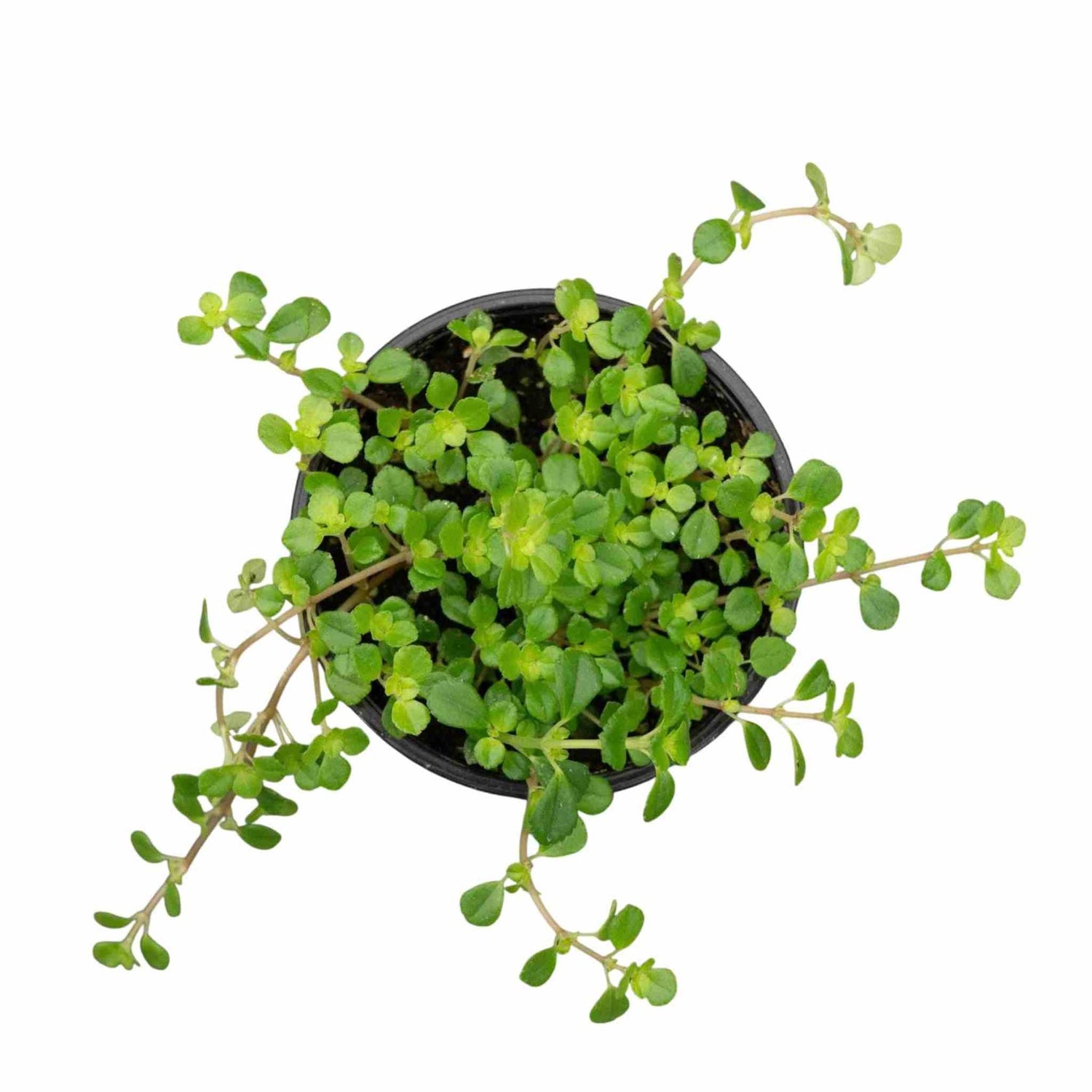 Pilea Tiny Tears