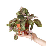 Pink Panther Episcia, for sale in USA, textured leaves, plant.