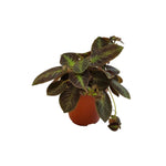 Pink Panther, buy indoor plants in USA, Episcia, leaf texture.