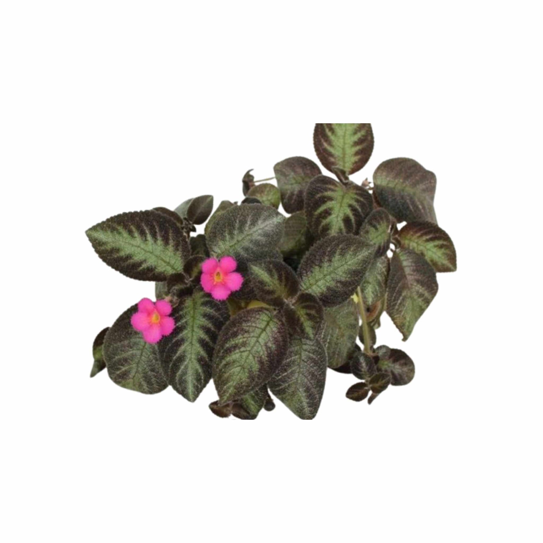 Pink flowers, buy Episcia in USA, Pink Panther, leaf patterns.