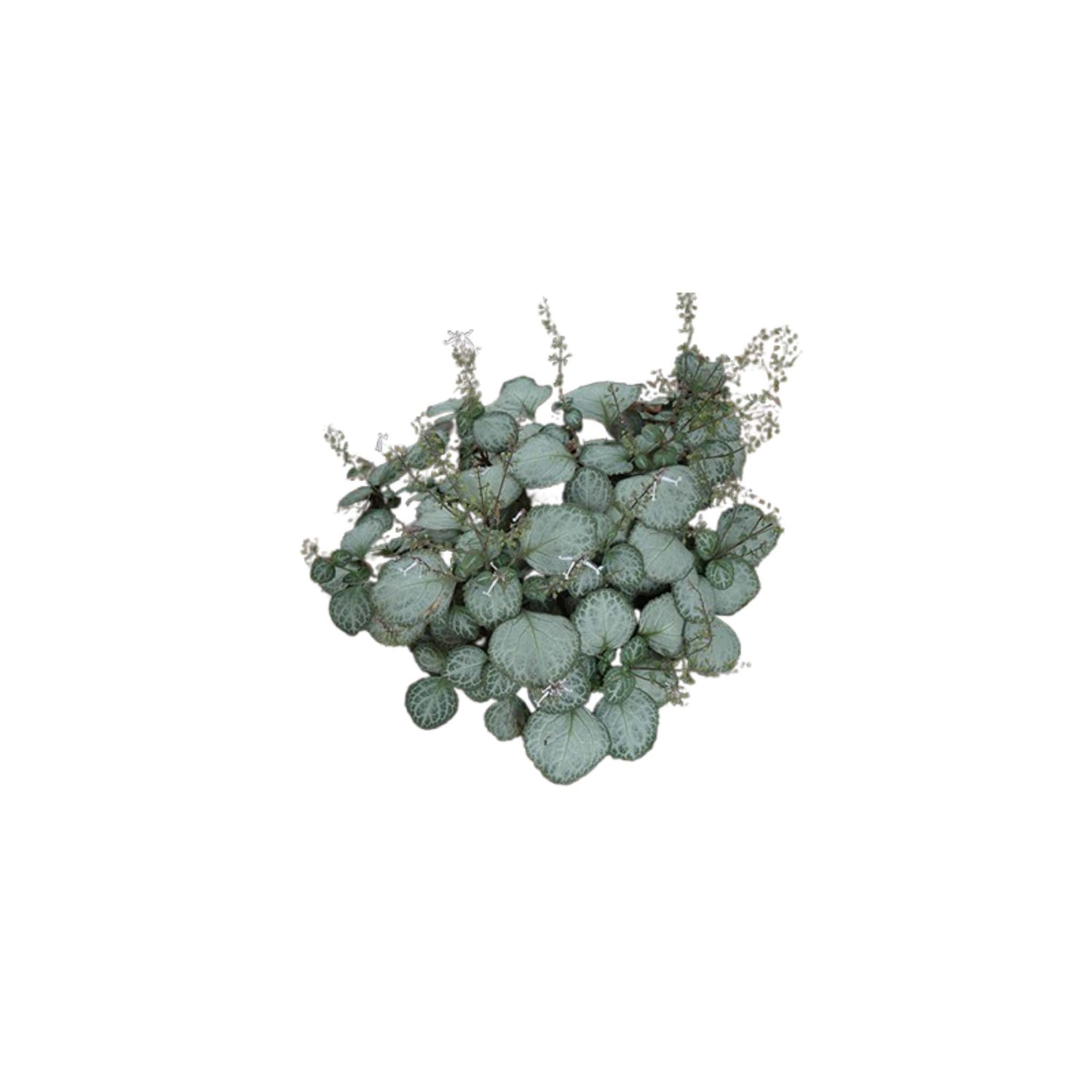 Plectranthus Emerald Lace, USA grown, Swedish Ivy plant, top view.