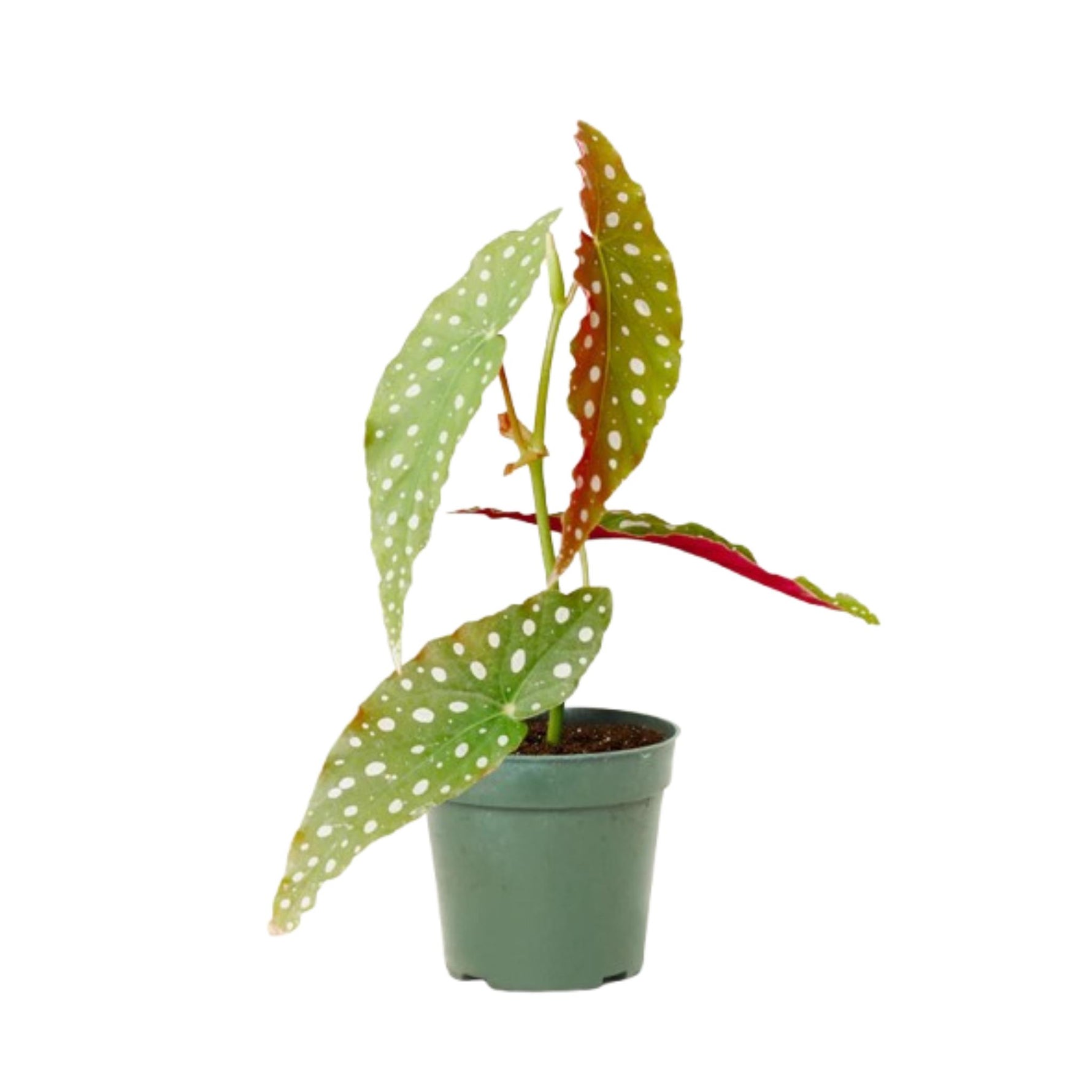 Potted Begonia Maculata, USA, unique leaf pattern plant.