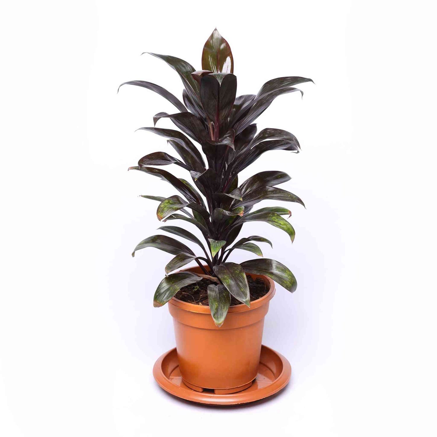 Potted Cordyline Coffee Compacta, indoor decor, dark leaves.