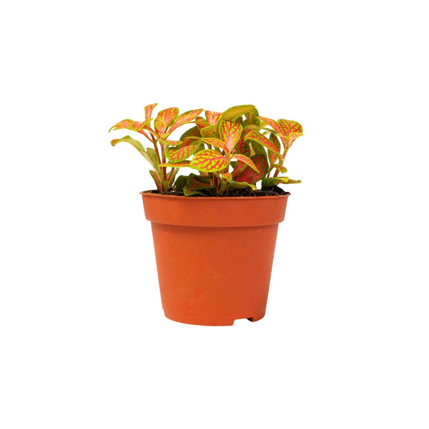 Fittonia Skeleton