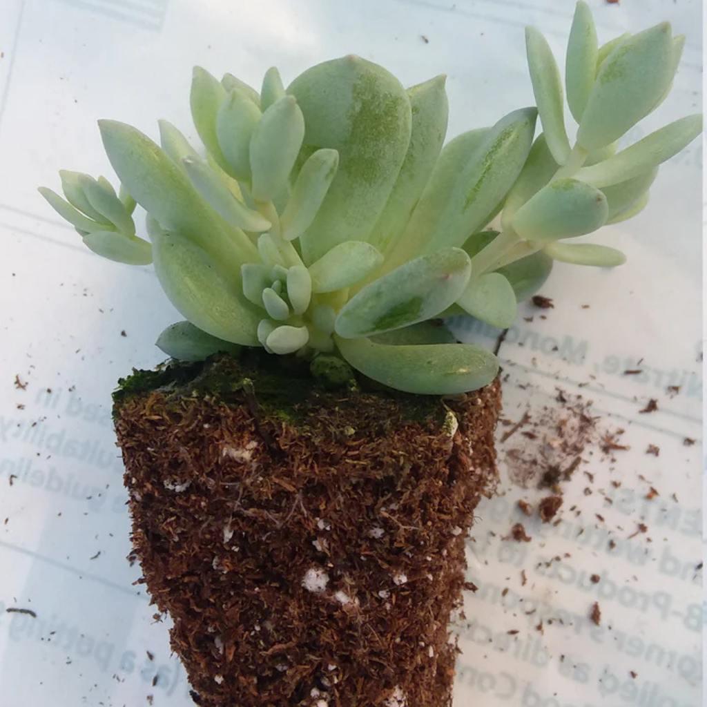 Echeveria Prolifica Starter, ready to plant, roots and leaves visible.