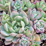 Echeveria Prolifica Succulent, close-up of blue-green rosettes with pink tips.
