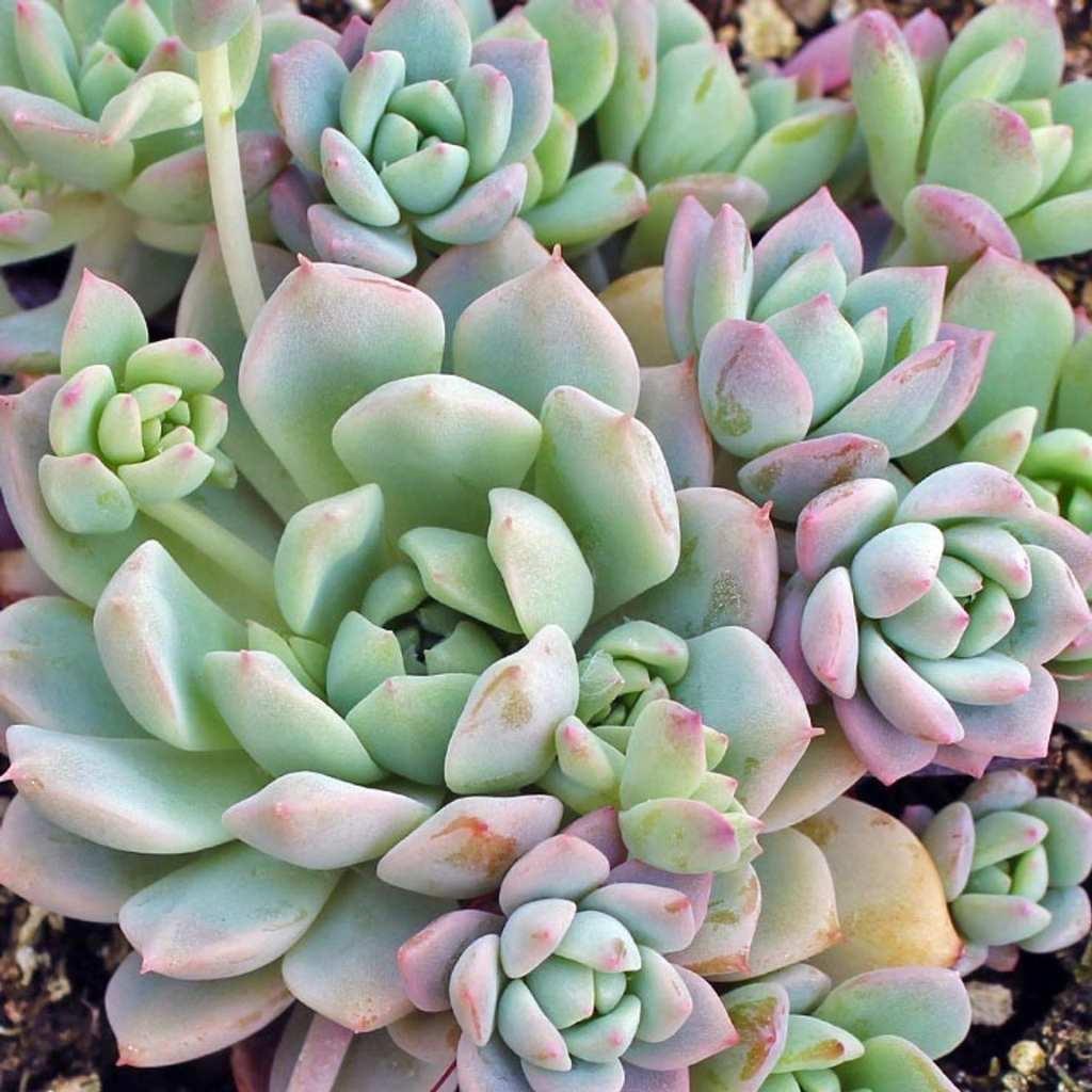 Echeveria Prolifica Succulent, close-up of blue-green rosettes with pink tips.