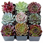 Rosette succulents, plant pack, USA pots.